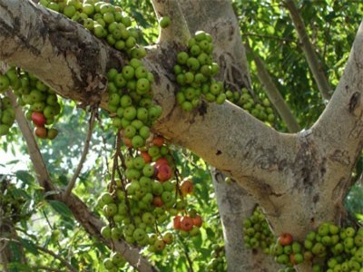 Những công dụng chữa bệnh của cây sung