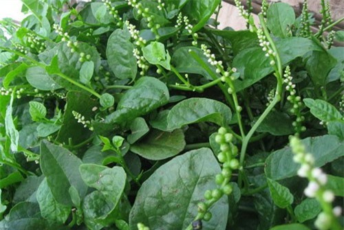 Tác dụng nhuận tràng từ mồng tơi