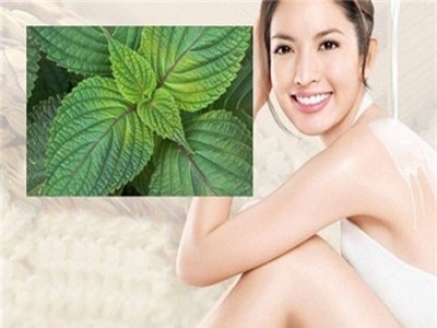 Da trắng căng mướt, sạch mụn sần nhờ 10 lá tía tô