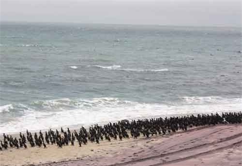 Namibia x&#xE1;c nh&#x1EAD;n l&#x1EA7;n &#x111;&#x1EA7;u ti&#xEA;n ph&#xE1;t hi&#x1EC7;n virus c&#xFA;m gia c&#x1EA7;m H5N8