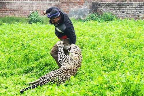 Ấn Độ: Báo hoa mai mò vào làng, tấn công bất cứ ai bắt gặp