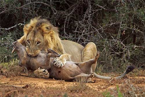 Kinh hoàng hỗn chiến “sặc” bụi của lợn nanh sừng và sư tử
