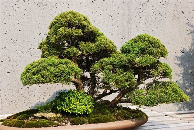 Loạt cây bonsai đắt giá bị đánh cắp, nghệ nhân xin kẻ trộm hãy chăm sóc cây tốt
