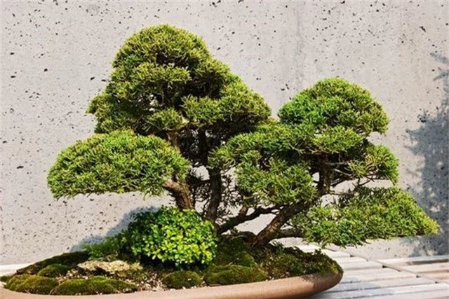 Loạt cây bonsai đắt giá bị đánh cắp, nghệ nhân xin kẻ trộm hãy chăm sóc cây tốt - 1