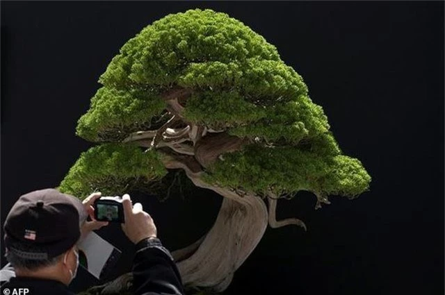 Loạt cây bonsai đắt giá bị đánh cắp, nghệ nhân xin kẻ trộm hãy chăm sóc cây tốt - 2