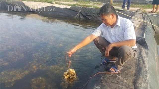 ninh binh: uom giong con ong an ba khen, kiem tram trieu/thang. hinh anh 3