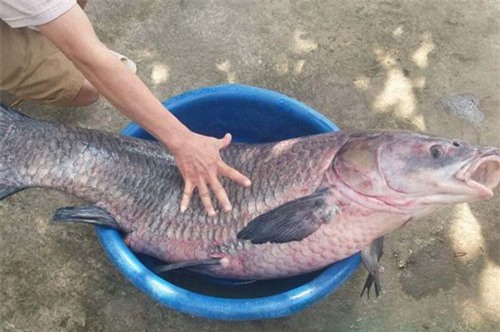 Bắt được trắm đen “khủng”, dài gần 1m, nặng hơn 33kg
