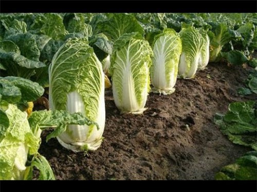 4 bước đơn giản để có rau cải thảo sạch tại nhà