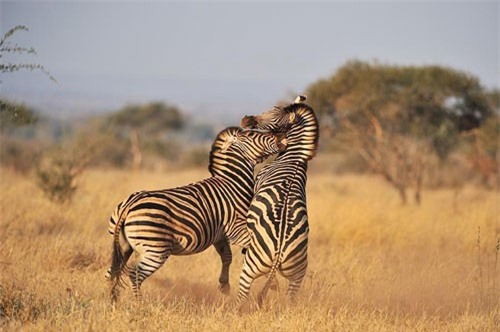 CLIP: Màn giao đấu không khoan nhượng giữa 2 con ngựa vằn