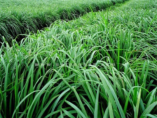 Quy trình trồng và chăm sóc cây sả vô cùng đơn giản