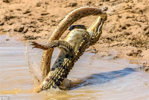 Những cuộc tranh đấu đáng gờm trong thế giới động vật hoang dã