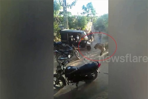 Clip: Sư tử lạc vào khu dân cư khiến dân làng bỏ chạy tán loạn