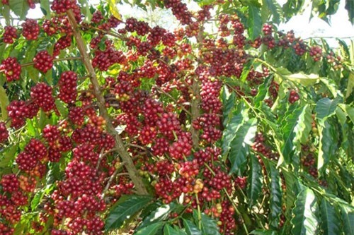 Xuất khẩu đầu tiên, ngành nông nghiệp thu về 3,2 tỉ USD