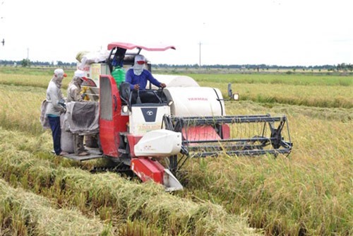 BẢN TIN TÀI CHÍNH-KINH DOANH: Giá lúa Đông Xuân ‘ảm đạm’, lãi suất tiết kiệm tăng sau Tết