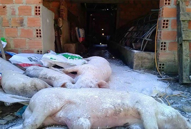 Kon Tum: Dịch lở mồm long móng bùng phát nhiều nơi