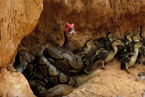 CLIP HOT (16/2): Cận cảnh màn giải cứu ngan bị trăn tấn công, dùng rắn ép cung nghi phạm