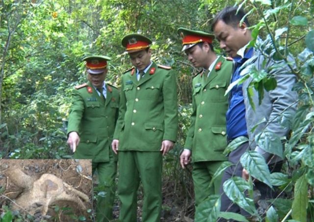 Thanh Hóa: Nhiều cán bộ, chiến sĩ nguy cơ phơi nhiễm HIV khi bắt kẻ trộm cây sưa