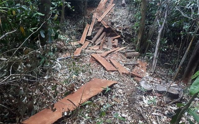 Đắk Nông: Điều tra vụ phá rừng với quy mô lớn ngay trong dịp Tết Nguyên đán