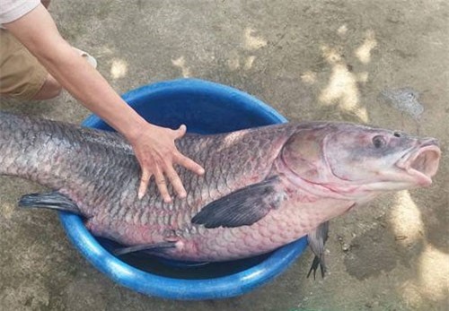 Cá trắm "khủng" nặng 33kg, dài gần 1m sa lưới dân Thanh Hóa