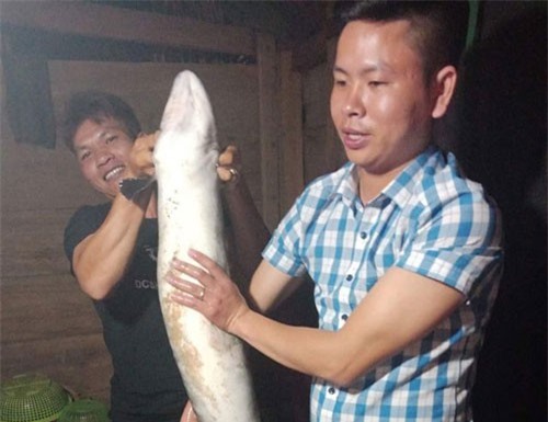 Bắt được cá chình "khủng" nặng 14 kg, bán 6 triệu đồng