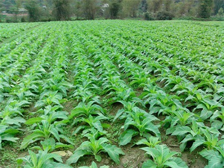 Bổ sung gần 70 giống cây trồng được phép sản xuất, kinh doanh ở Việt Nam