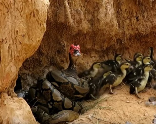 Clip: Nghẹt thở cảnh giải cứu ngan bị trăn tấn công dữ dội