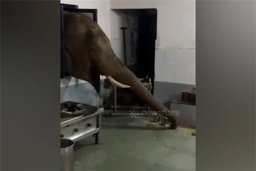 Chú voi ngang nhiên thò đầu vào khu bếp quân sự để tìm thức ăn.