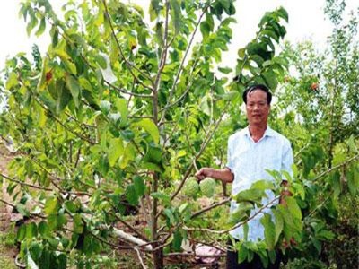 Kiếm tiền tỷ mỗi năm từ vùng đất 'chó ăn đá, gà ăn sỏi'