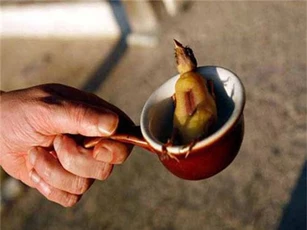 Chim họa mi nướng, món ăn sang chảnh nhưng tàn bạo bậc nhất trong ẩm thực Pháp