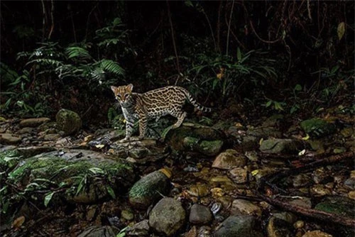 Hoàng Liên Sơn lọt vào danh sách 28 điểm cần đi năm 2019 của National Geographic