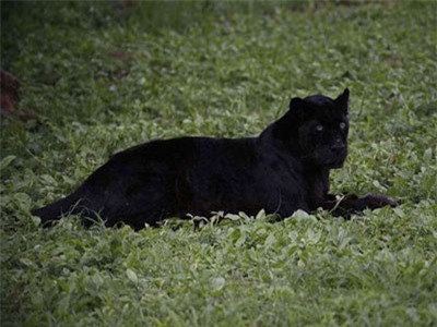 Cá thể báo đen gần nhất được chụp ở Kenya sinh ra ở New York