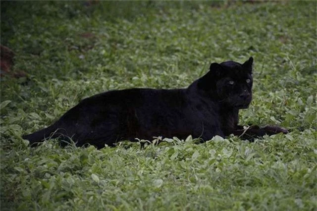 Cá thể báo đen gần nhất được chụp ở Kenya sinh ra ở New York - 1