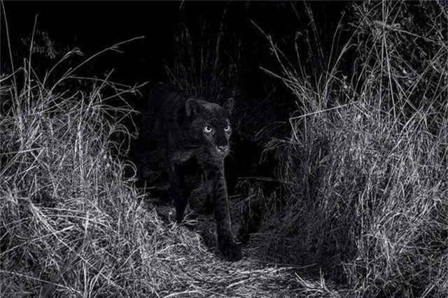 Cá thể báo đen gần nhất được chụp ở Kenya sinh ra ở New York - 2