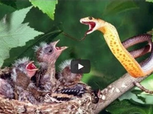 Clip: Rắn “nụ hôn thần chết” sát hại đàn chim non ngay trong tổ