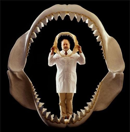 Bí mật triệu năm về "quái vật cá mập siêu bạo chúa lớn nhất Trái đất"