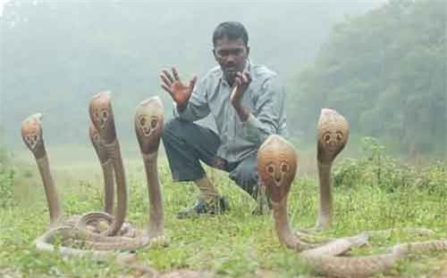 Người đàn ông bị rắn cắn gần 4.000 lần, chuyên tay không bắt rắn khổng lồ