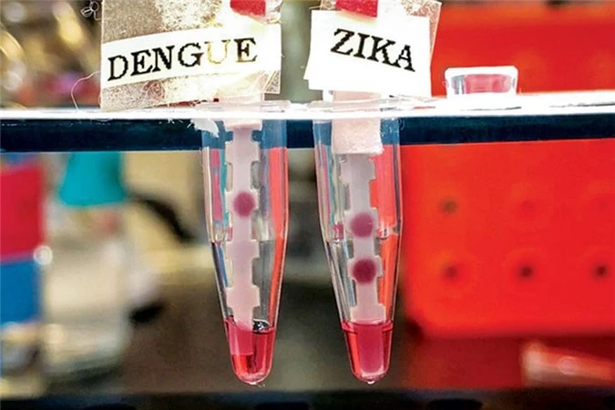 Người từng mắc virus sốt xuất huyết ít có khả năng nhiễm virus zika hơn