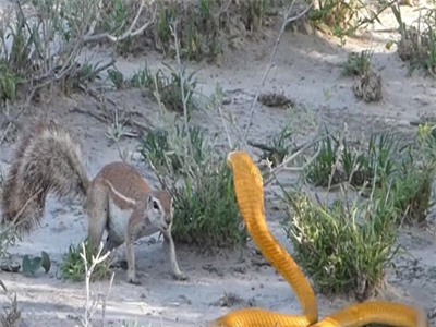 CLIP: Sóc mẹ đối đầu với rắn hổ mang vàng để bảo vệ con