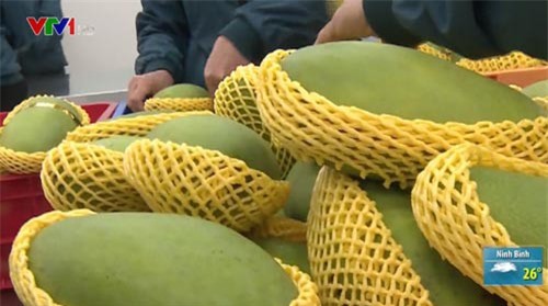 Xoài Việt Nam chính thức được cấp phép vào Mỹ