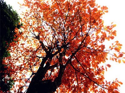 Lộc vừng hồ Gươm rực rỡ sắc vàng - đỏ xao xuyến lòng người