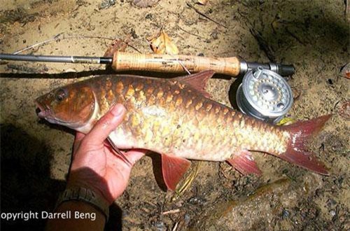 Cá đặc sản được mệnh danh 'vong bất liễu ngư' có giá quý như vàng