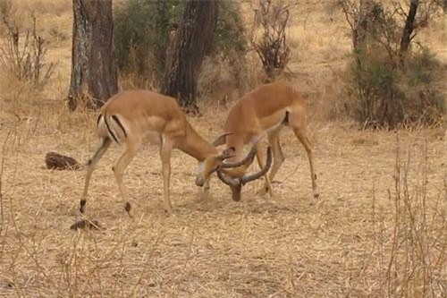 CLIP: Bất ngờ với kết cục cuộc chiến của hai con linh dương Impala đực
