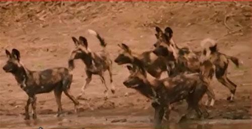 CLIP: Bầy chó hoang bất lực nhìn đồng loại bị cá sấu ăn thịt