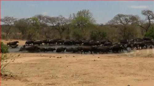 CLIP: Đàn trâu rừng hoảng loạn bỏ chạy khi hà mã nổi giận