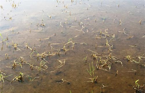 Ruộng lúa của gia đình bí thư thôn chết cháy, nghi bị bỏ thuốc diệt cỏ