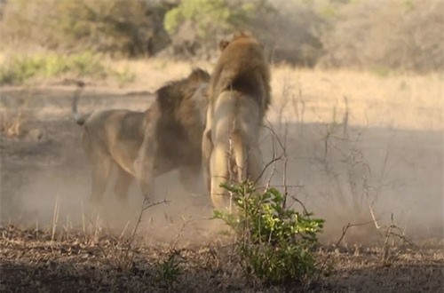 CLIP: Cận cảnh màn giao đấu ác liệt của hai con sư tử đực