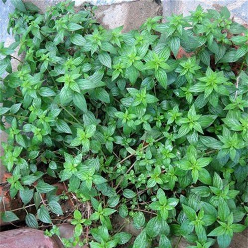 Khám phá thú vị về cây bỏ mắm "tên xấu kết cấu đẹp" - Hình 6 Kham pha thu vi ve cay bo mam