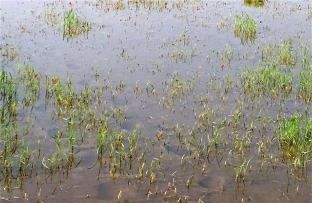 Ruộng lúa của gia đình bí thư thôn chết cháy, nghi bị bỏ thuốc diệt cỏ - 2