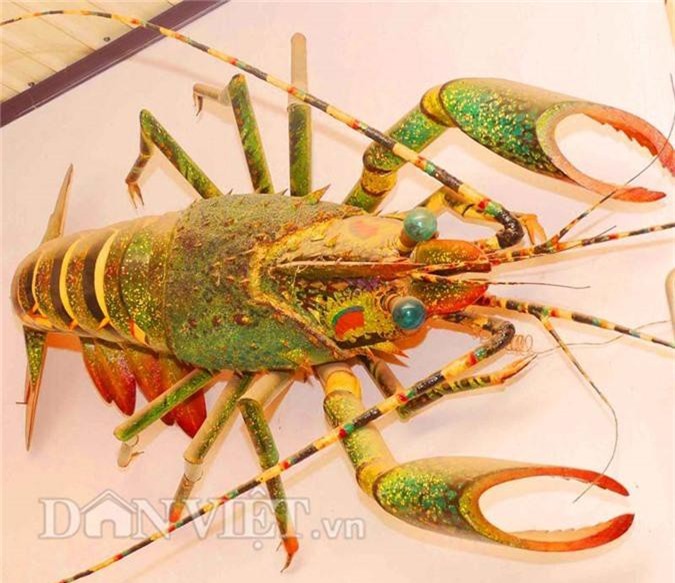 Trong nhà cụ già 90 tuổi: ‘Tôm hùm’ tiền triệu chỉ để...treo tường!