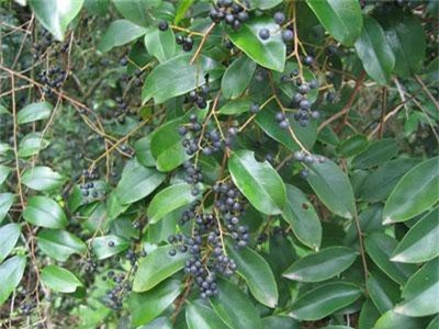 Những điều kỳ lạ cây thùn mùn mọc hoang ở Việt Nam